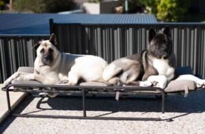 spartan & kaos the akitas by tara r