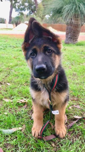 tank the gsd puppy by tank german shepherd