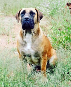 tasha the boerboel is a sweetheart by matlin boerboels