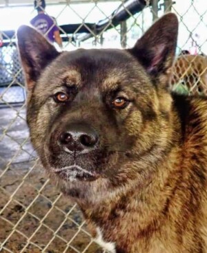 taylor 3 year old female akita by agf56 (1)