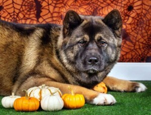 taylor 3 year old female akita by agf56 (2)