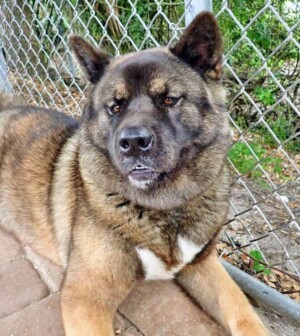 taylor 3 year old female akita by agf56 (3)