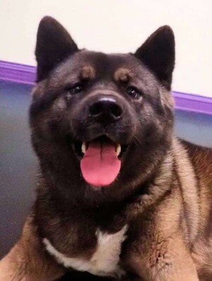taylor the akita bear stare by by agf56