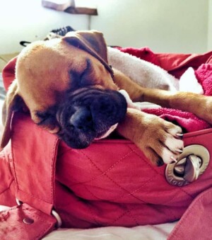 tazz the boxer puppy by tazzmanian @tazzella boxers (2)