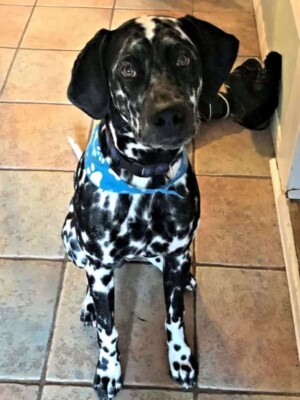 team dalmatian by michelle a