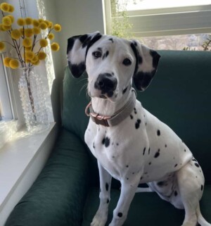 team dalmatian by monika r