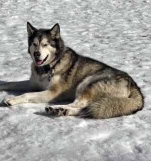 thor the alaskan malamute by pamela q (1)