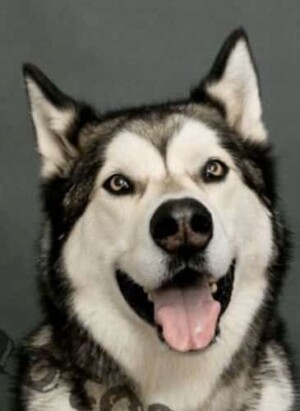 thor the alaskan malamute by pamela q (1)
