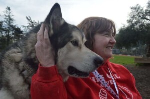 thor the alaskan malamute by pamela q (2)