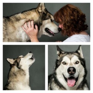 thor the alaskan malamute by pamela q (3)