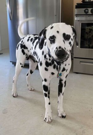 toby the dalmatian by maiky m v (1)