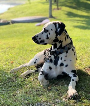 toby the dalmatian by maiky m v (4)