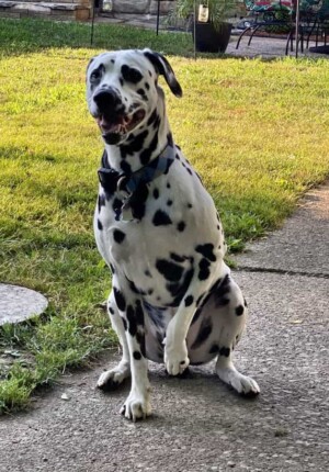 toby the dalmatian by maiky m v (5)