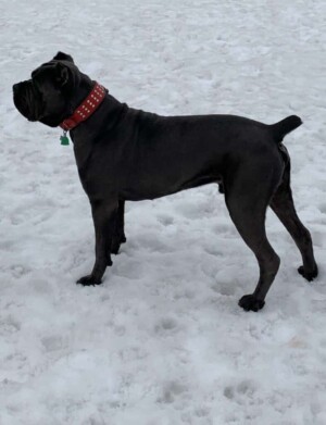 toretto the cane corso by by alicha f