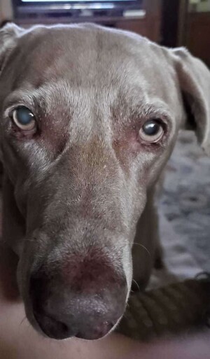 twiggy the weimaraner wants a treat by evon r