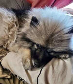 twinklebelle the keeshond by tracee