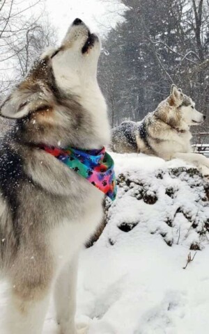 yeti and luna the malalmutes by daniel h