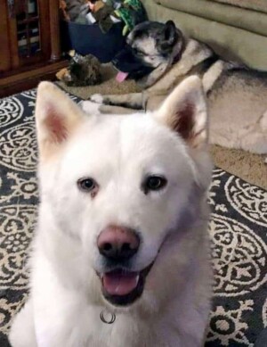 yuji the akita by cheryl c