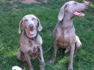 My Beautiful Weimaraners by Krissy T