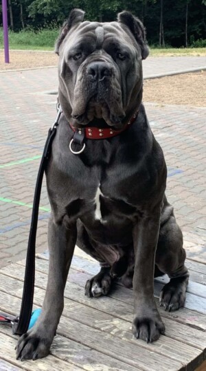 my dog toretto is a beast petrage