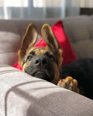 sam the german shepherd puppy whats up samthegerman