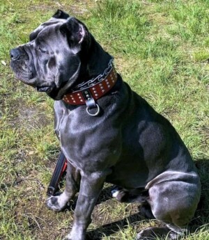 toretto the tank my mastiff petrage
