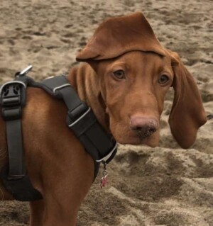 amber the vizsla by jessicaproud1 (1)