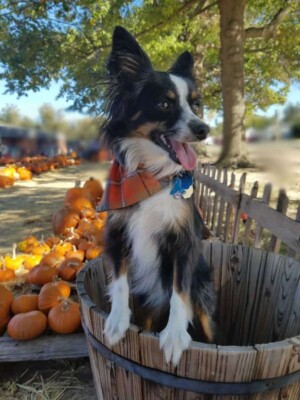 avery the aussie by christina o (1)