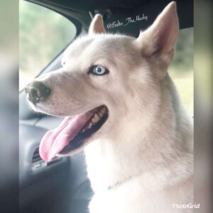 balto the husky by balto the husky