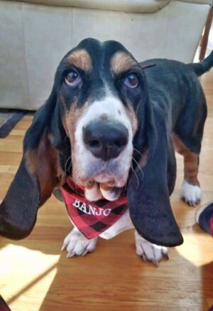 banjo the basset hound by sharon n