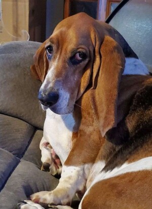 basset hound let me sleep by paul h