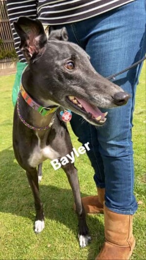 bayler the greyhound by judy r