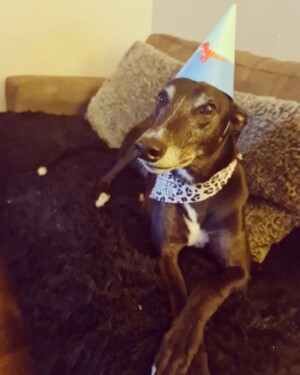 buck the greyhound happy 6th birthday by liz m