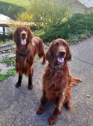 calvin and rylie irish setters by mary s (1)