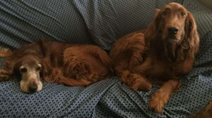calvin and rylie irish setters by mary s (2)
