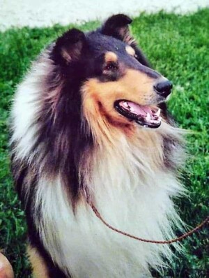 ch bandor’s what dreams may come my collie by sarah k