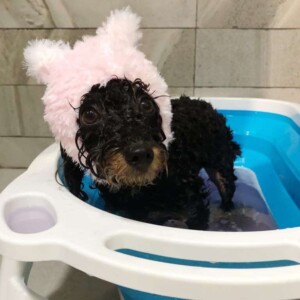 chaota the poodle puppy by charcoal (1)