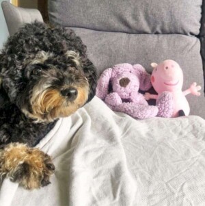 chaota the poodle puppy by charcoal (2)