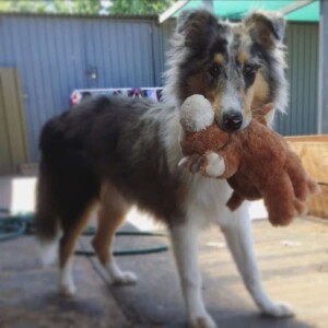 charlie the collie by charlie (1)