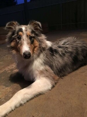 charlie the collie by charlie (2)