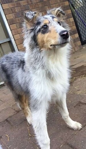 charlie the collie by charlie (3)