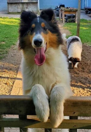 chewy the collie aka lynchris smow walker by jo lynne