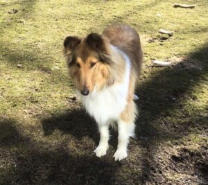cinnamon the collie by eve d (1)