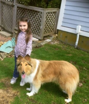 cinnamon the collie by eve d (2)
