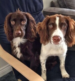 crash and archie the cocker spaniels by crash archie (1)