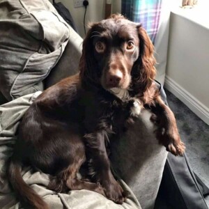 crash and archie the cocker spaniels by crash archie (2)