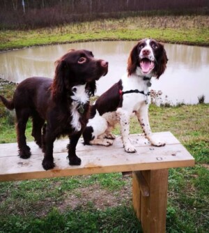 crash and archie the cocker spaniels by crash archie (3)
