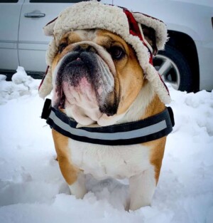 dressed my bulldog for the weather by jdbenally