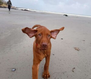 ferdi the vizsla hellicopter ears by ferdi.the.vizsla