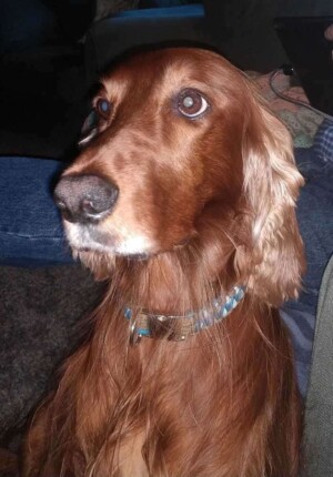 finnegan the irish setter by andi f